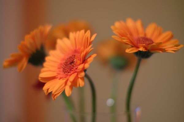 Blumen Gerbera in orange